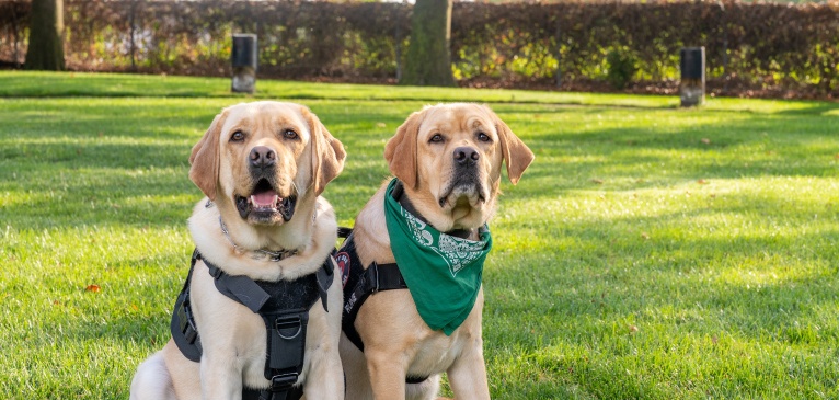 Therapy Dogs